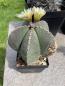 Preview: Astrophytum myriostigma